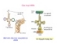 Cơ chế tổng hợp ADN