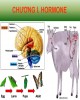 Bài giảng Hóa sinh động vật: Chương 1